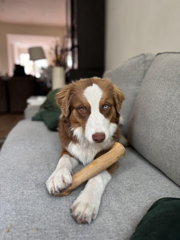 Coffeewood chew hond Bailey