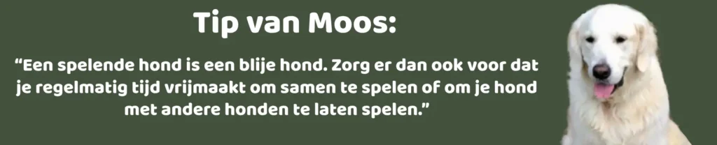 tip van moos Hoe spelen honden nu eigenlijk